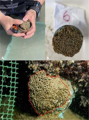 Feasibility of the Sabellarid Reef Habitat Restoration